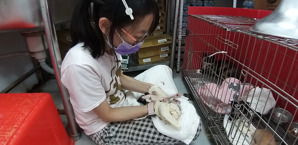 照護員細心照護投藥奶貓。