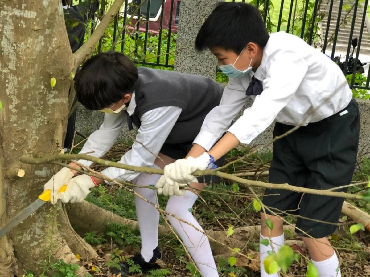 學生認真修剪樹木側枝