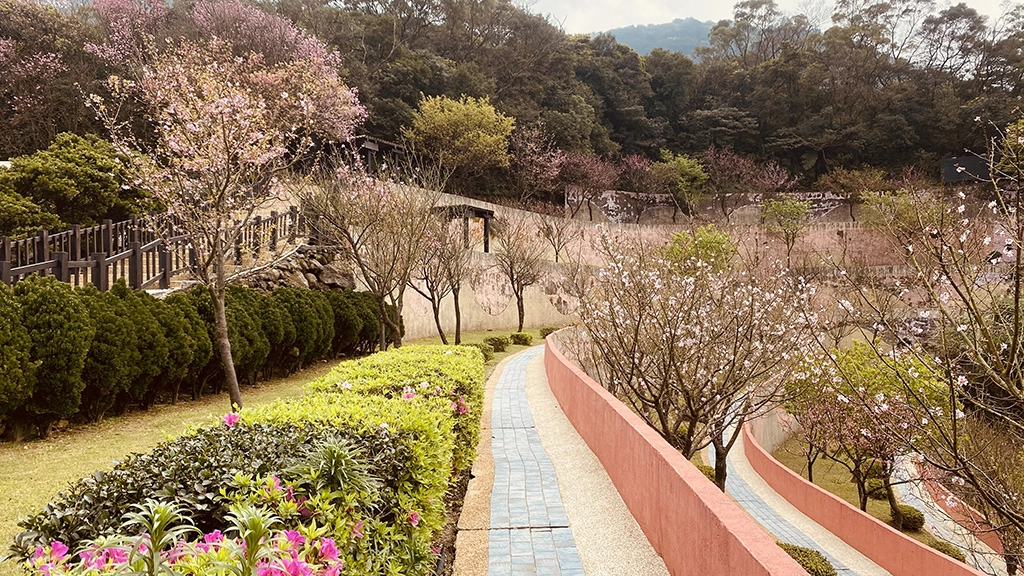 三芝櫻花生命園區啟用邁入第十年，植存人數大幅攀升。(民政局提供)
