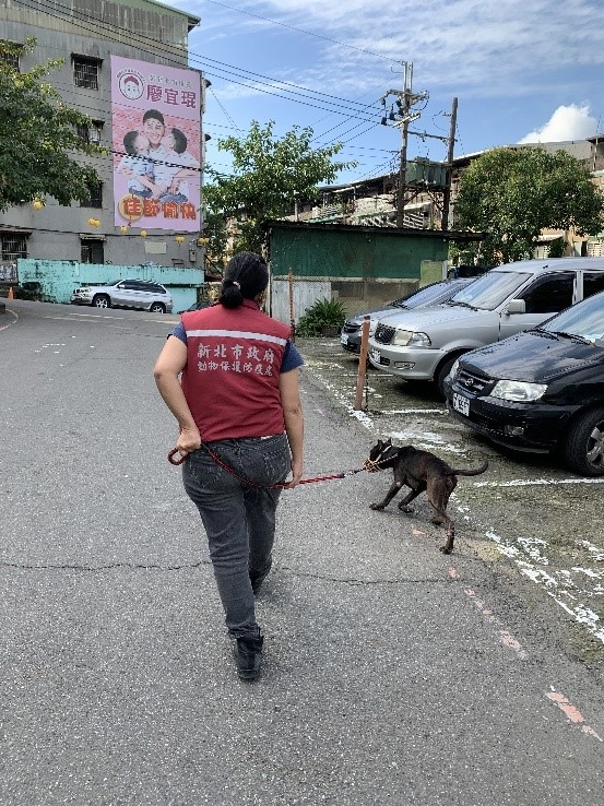 動保員陳美秀至現場精準捕抓具攻搫性浪犬並帶回收容所。