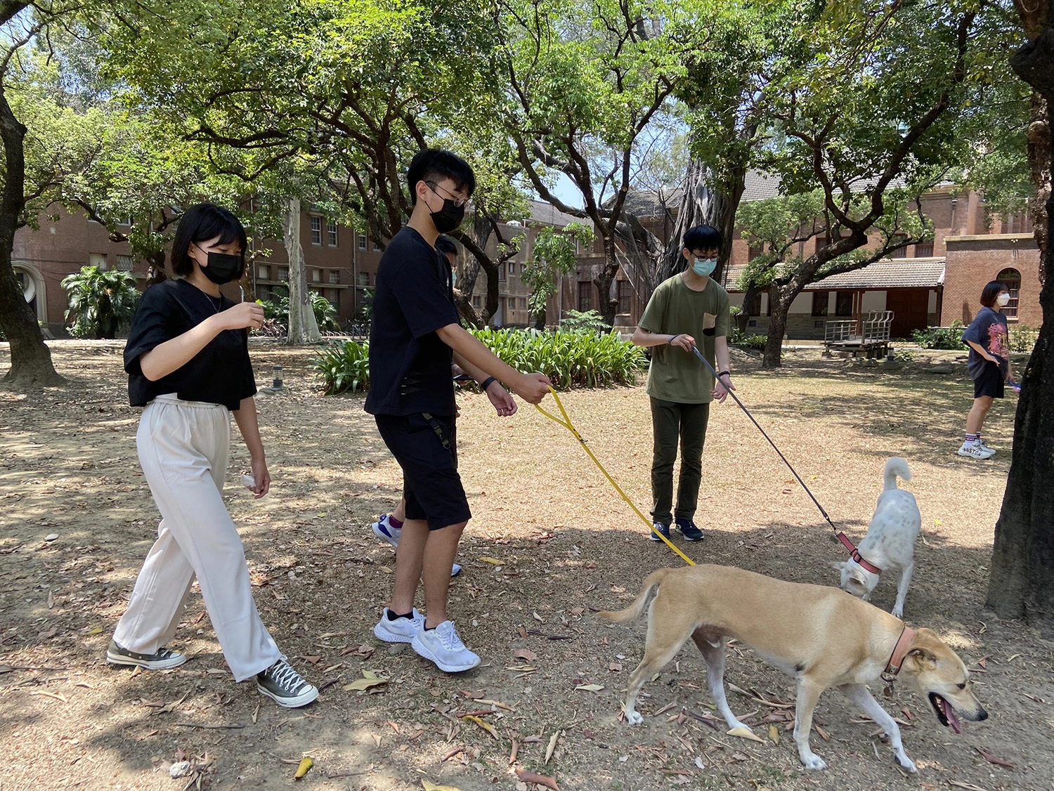 和浪浪們散步於環境優雅的成大校區。