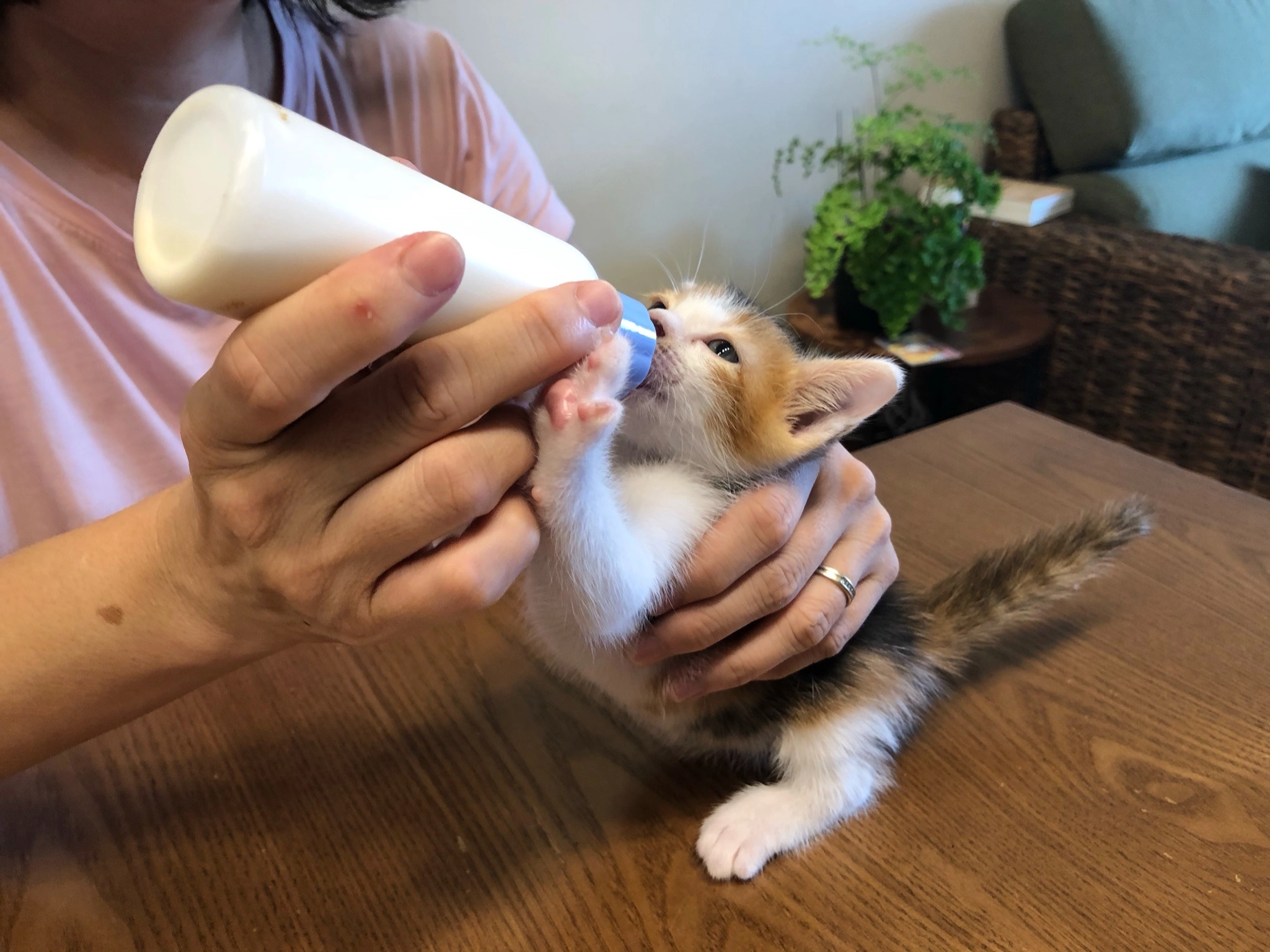 桃園市推廣動物保護協會提供。