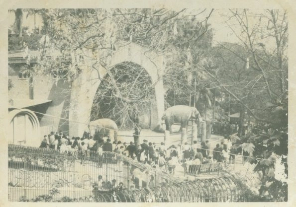 昔日圓山動物園大象區圍觀人潮(徐素津提供)