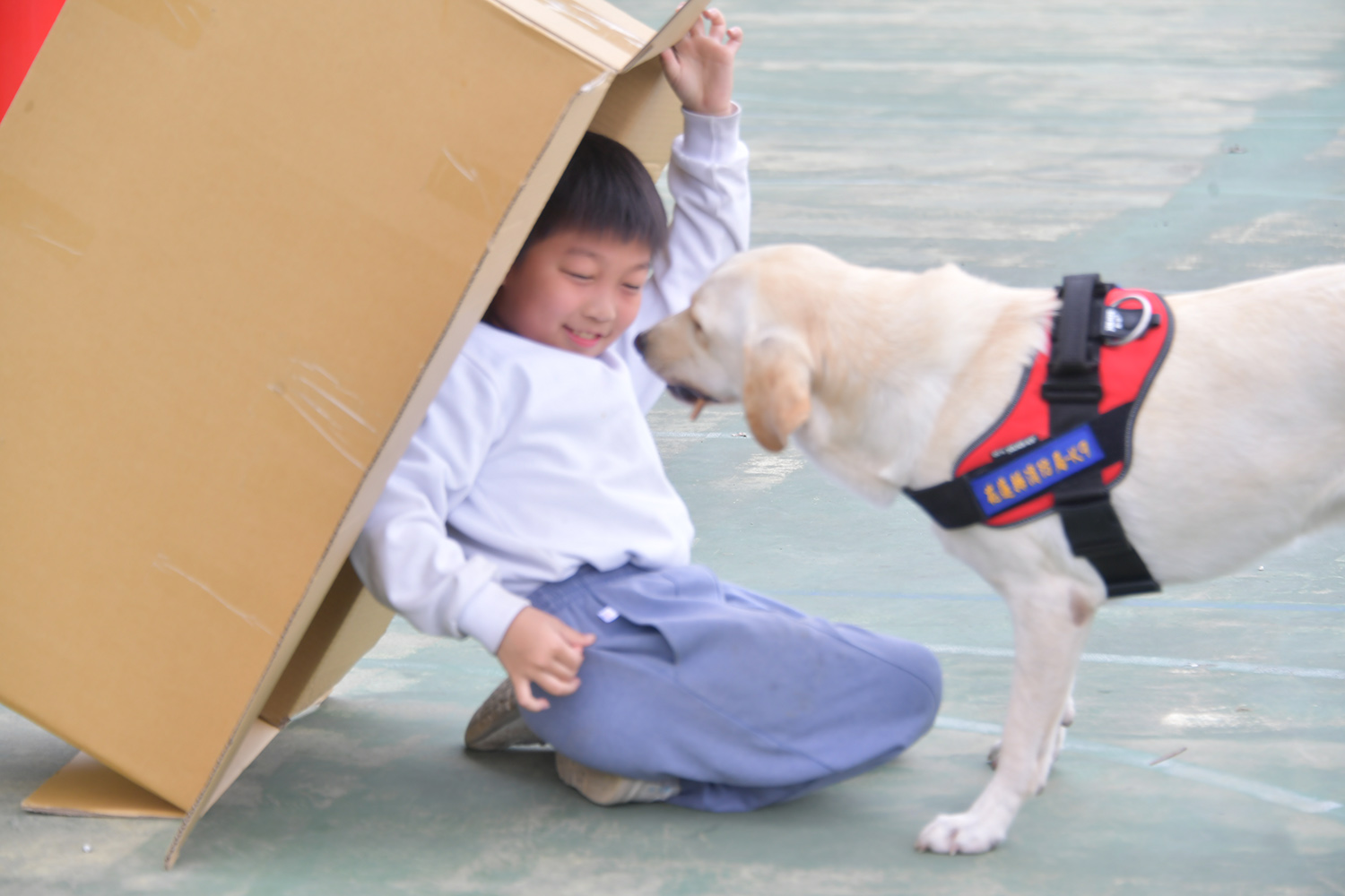 搜救犬-Hero實際演練整個搜救過程，讓學生們驚呼連連。