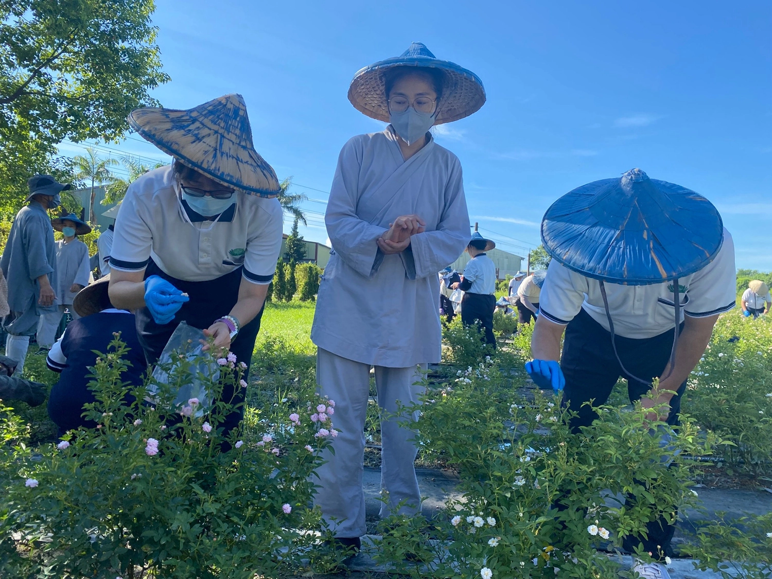 晨起出坡採摘月亮玫瑰，一株一株用心溫柔採摘。