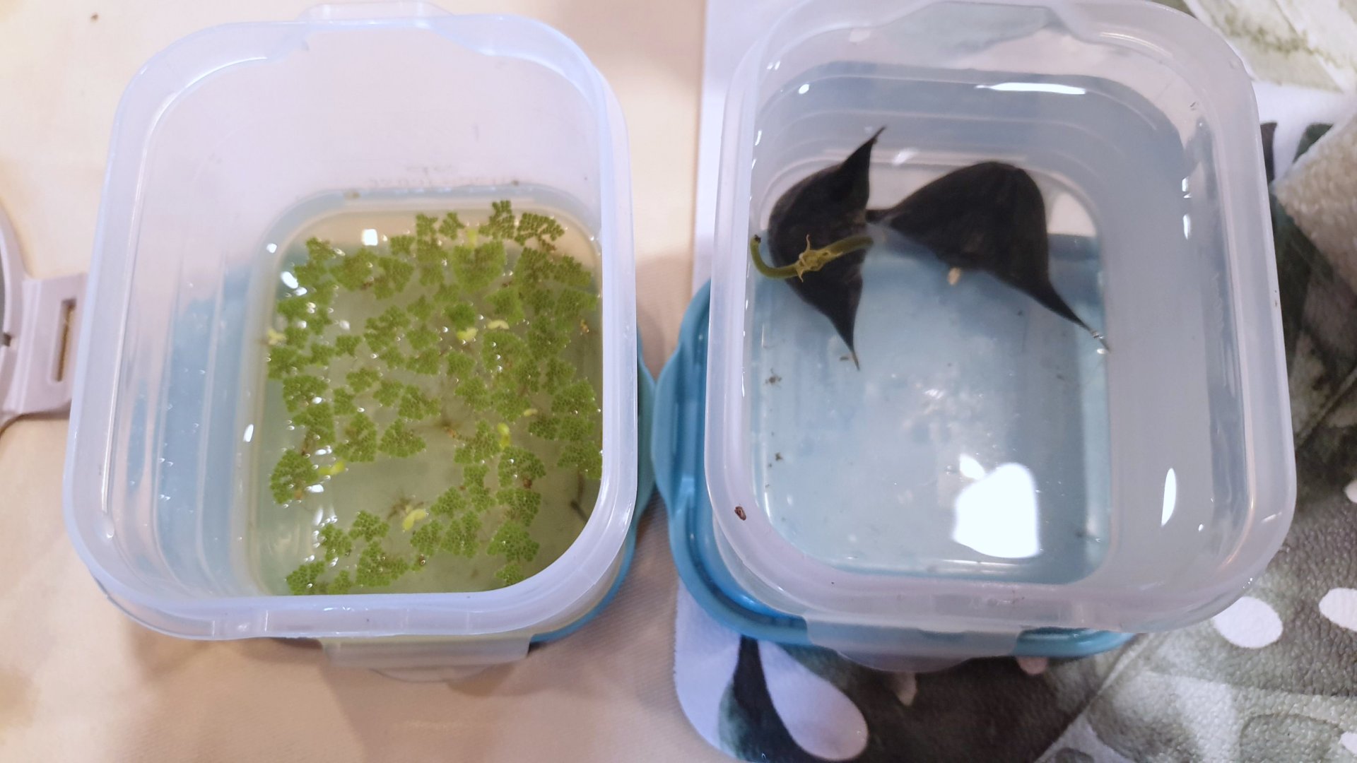 這些農友為了不灑農藥，戴頭燈抓鍋牛，有的要扛著自製工具撈福壽螺，今天農友也帶來他們的產品，如何與環境共好。