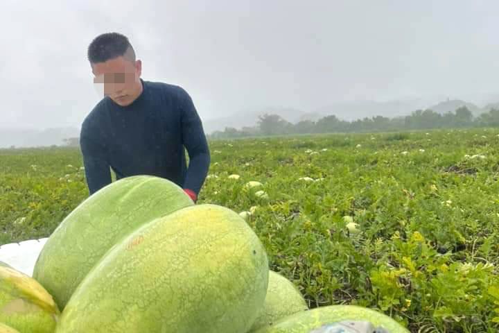 小龍在西瓜田打工,經常得要一大出門工作。