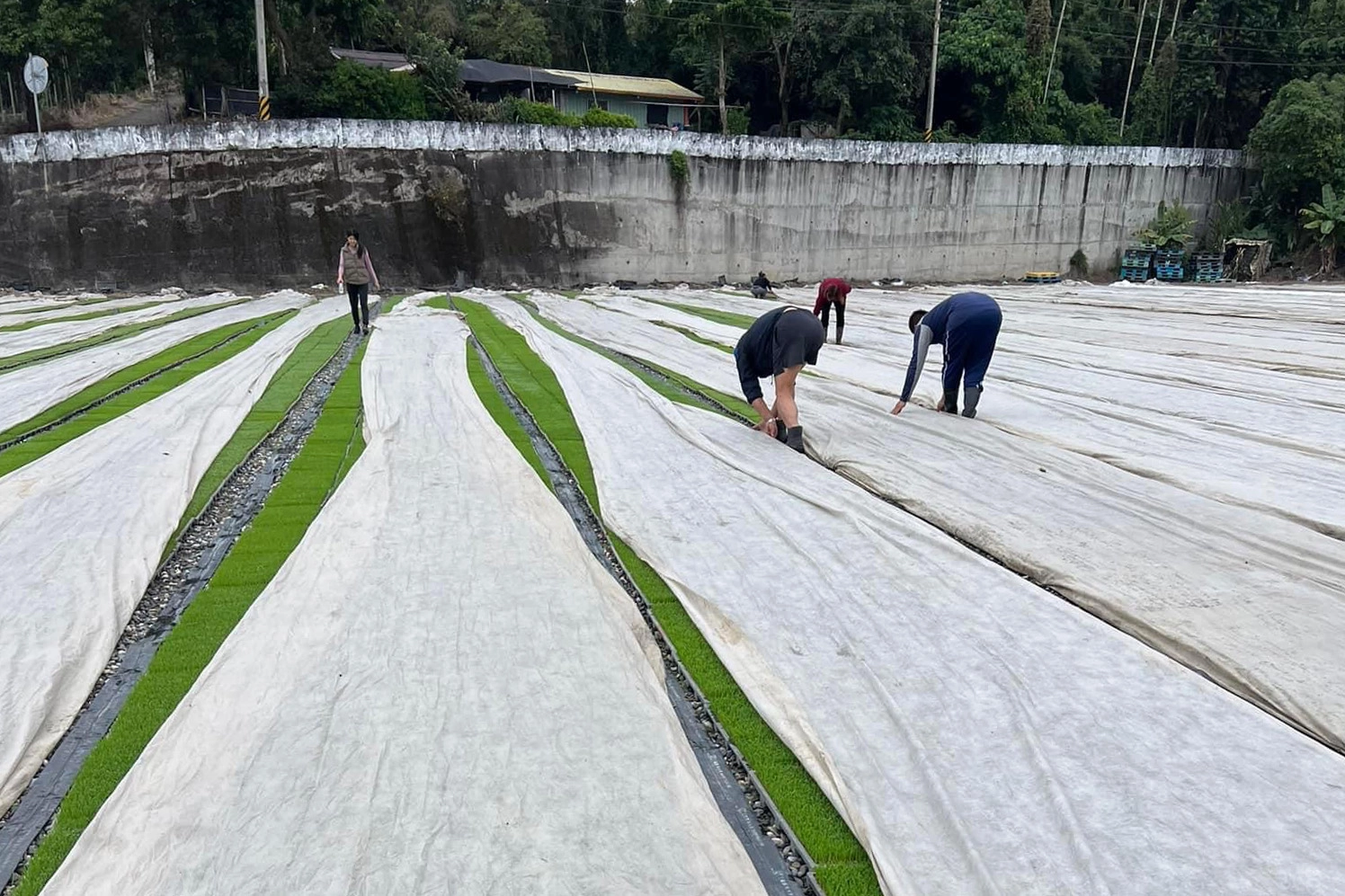 圖片說明：秧苗覆不織布/青農李建瑩提供