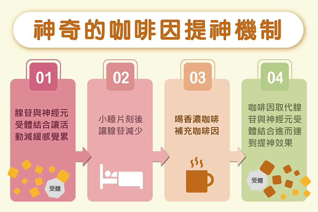 神奇的咖啡因提神機制。