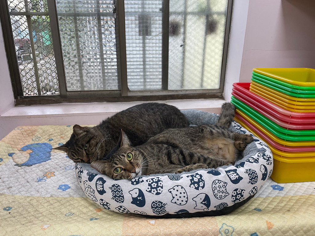 成年動物性情通常更為穩定