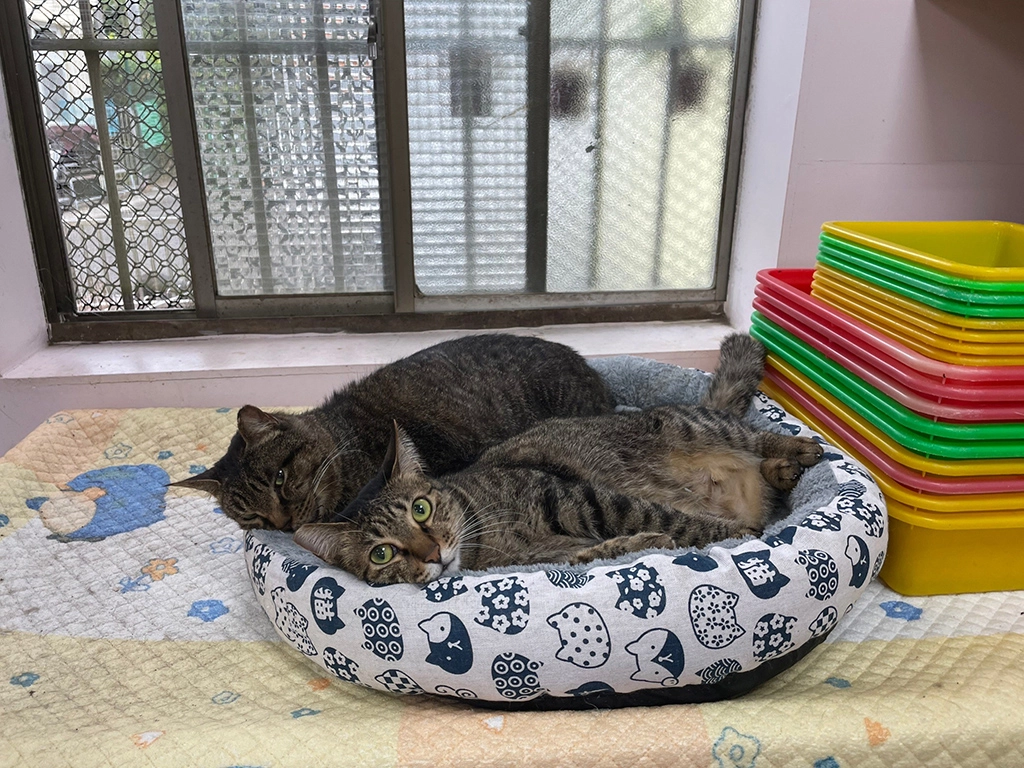 成年動物性情通常更為穩定