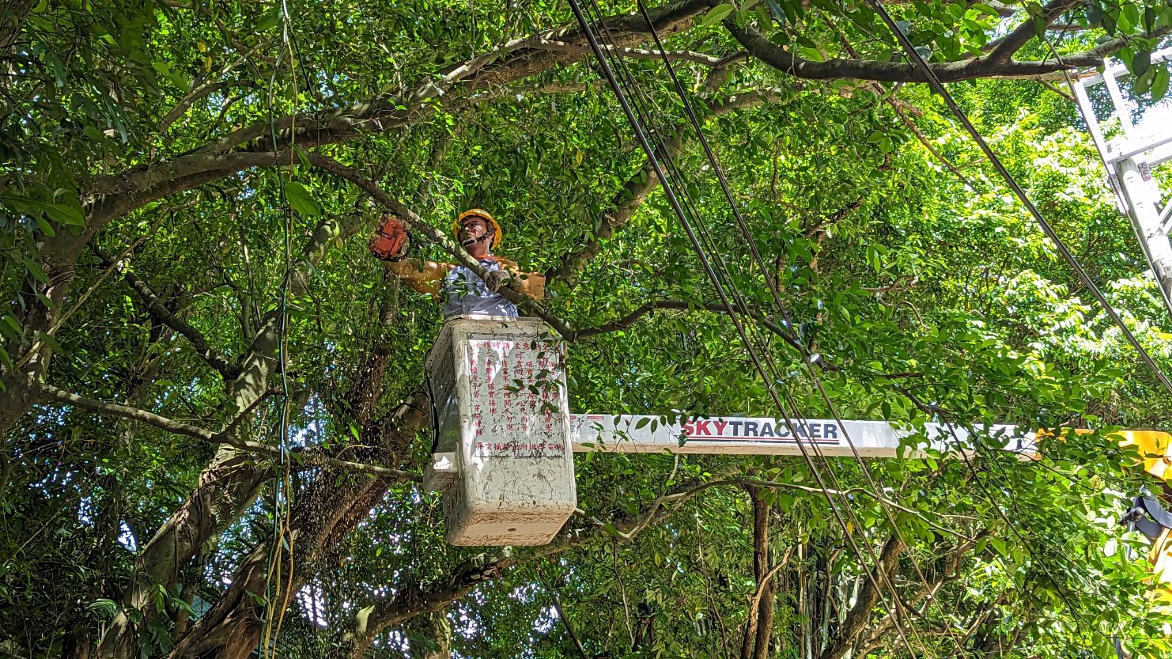 台電人員修剪樹木，避免颱風帶來的強風豪雨造成樹木傾倒壓損電桿及電線。