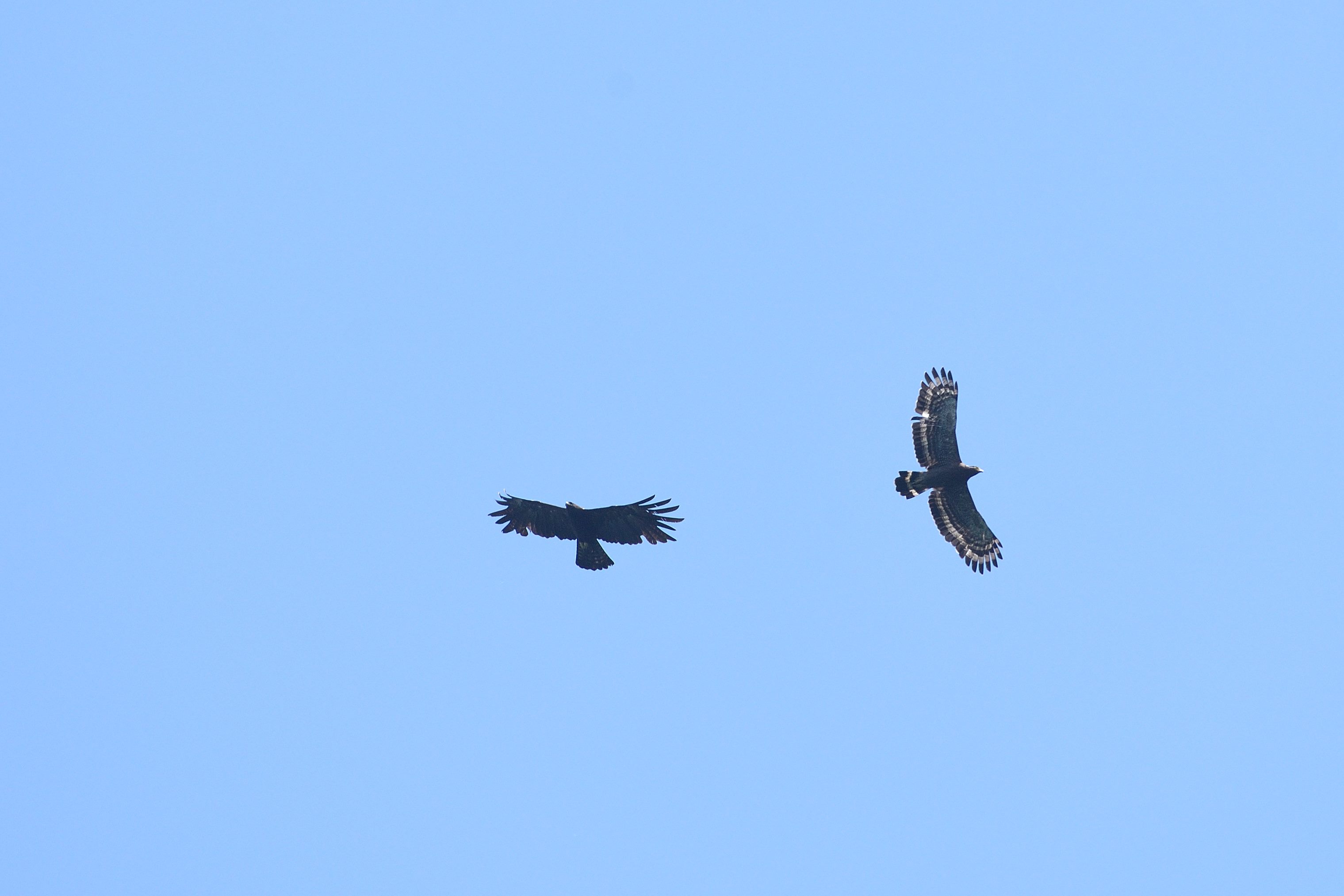 林鵰(左)、大冠鷲同框，翱翔翡翠上空。
