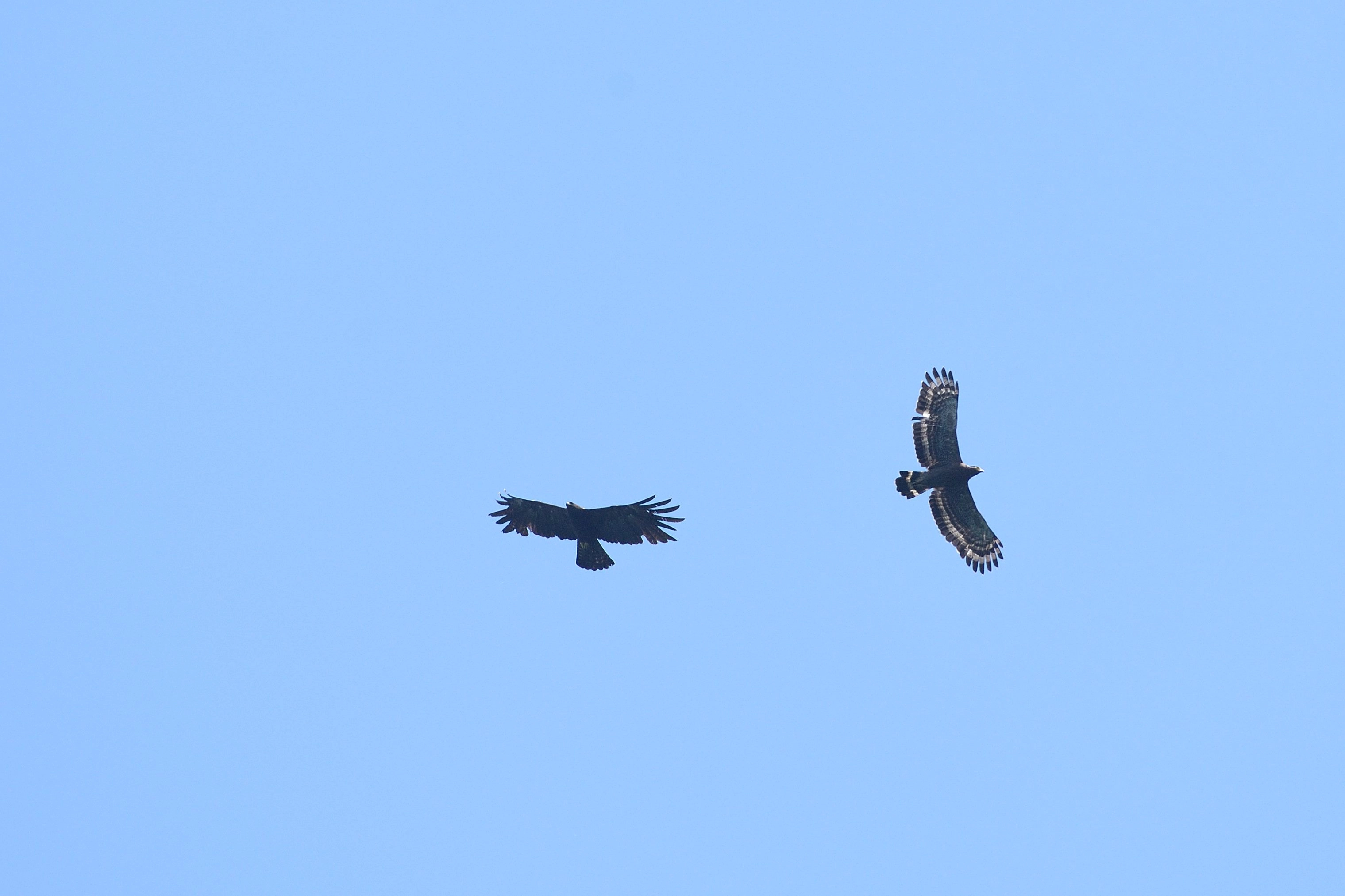 林鵰(左)、大冠鷲同框，翱翔翡翠上空。
