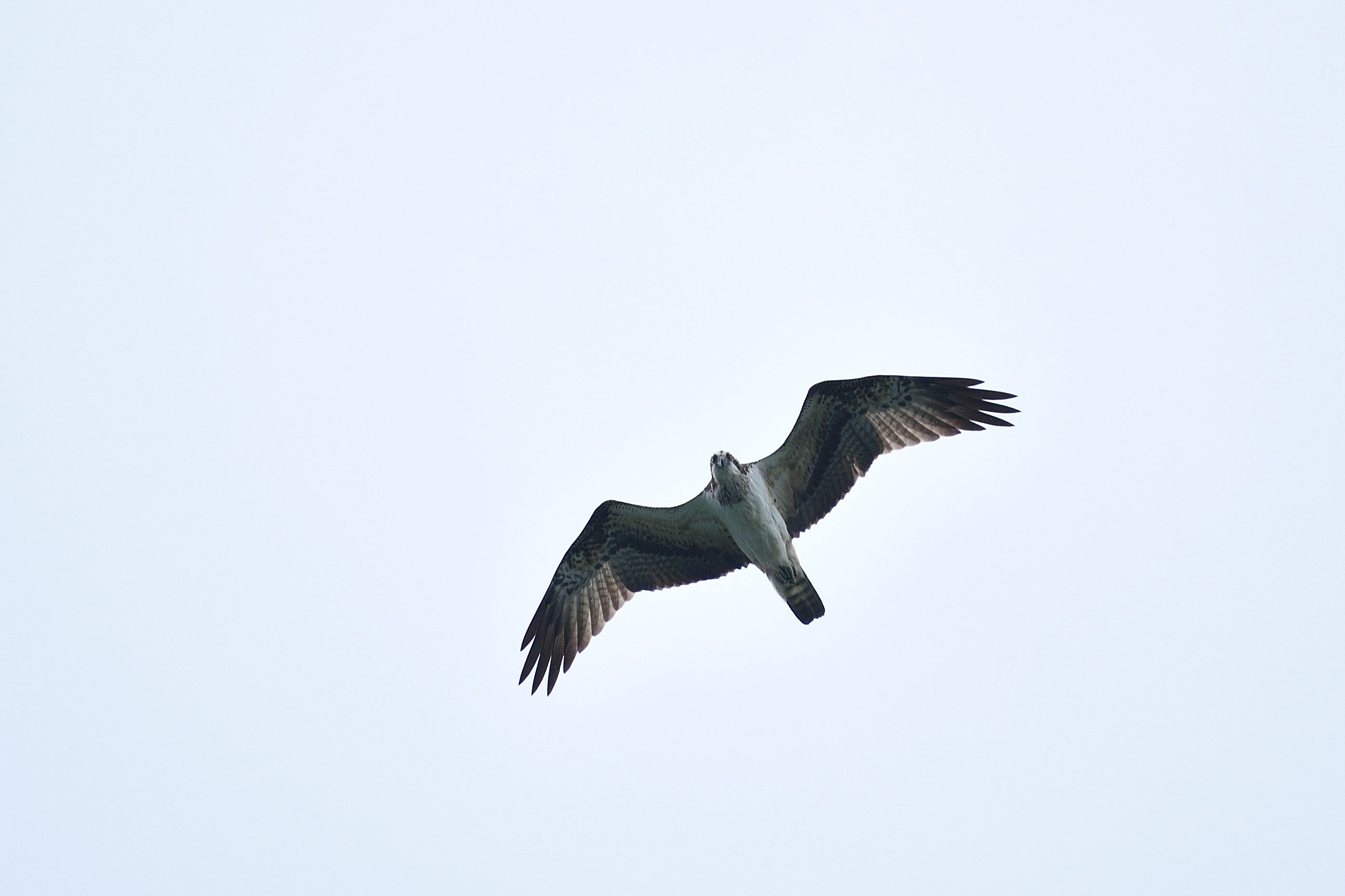 魚鷹(稀有保育類)可俯衝入水捕食魚類。