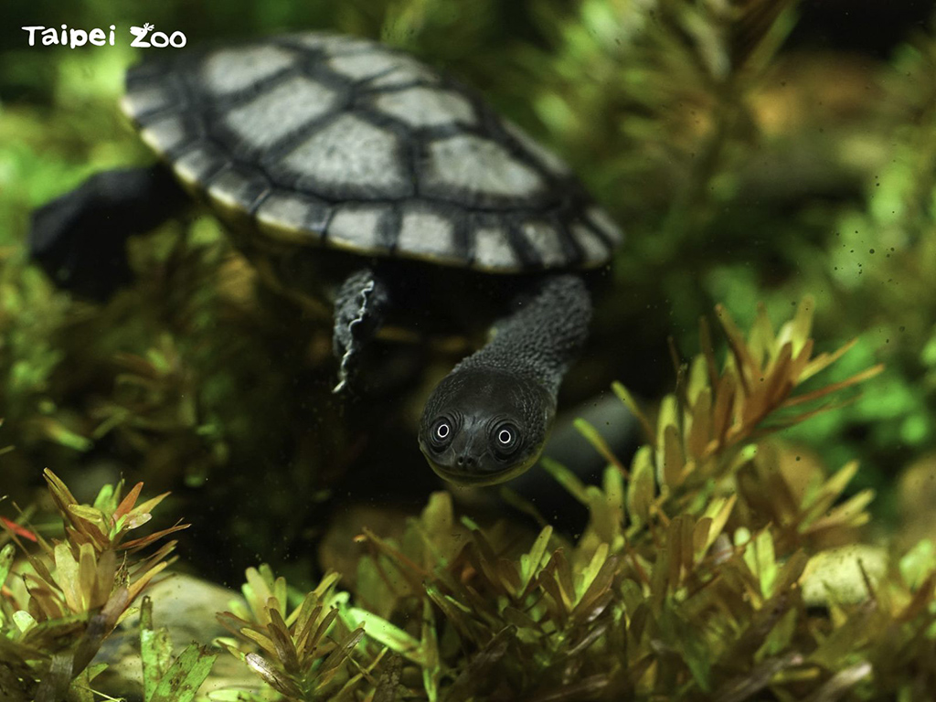維護生物多樣性、保育野生動植物存續,與人類的生活息息相關(蛇頸龜-詹德川攝)