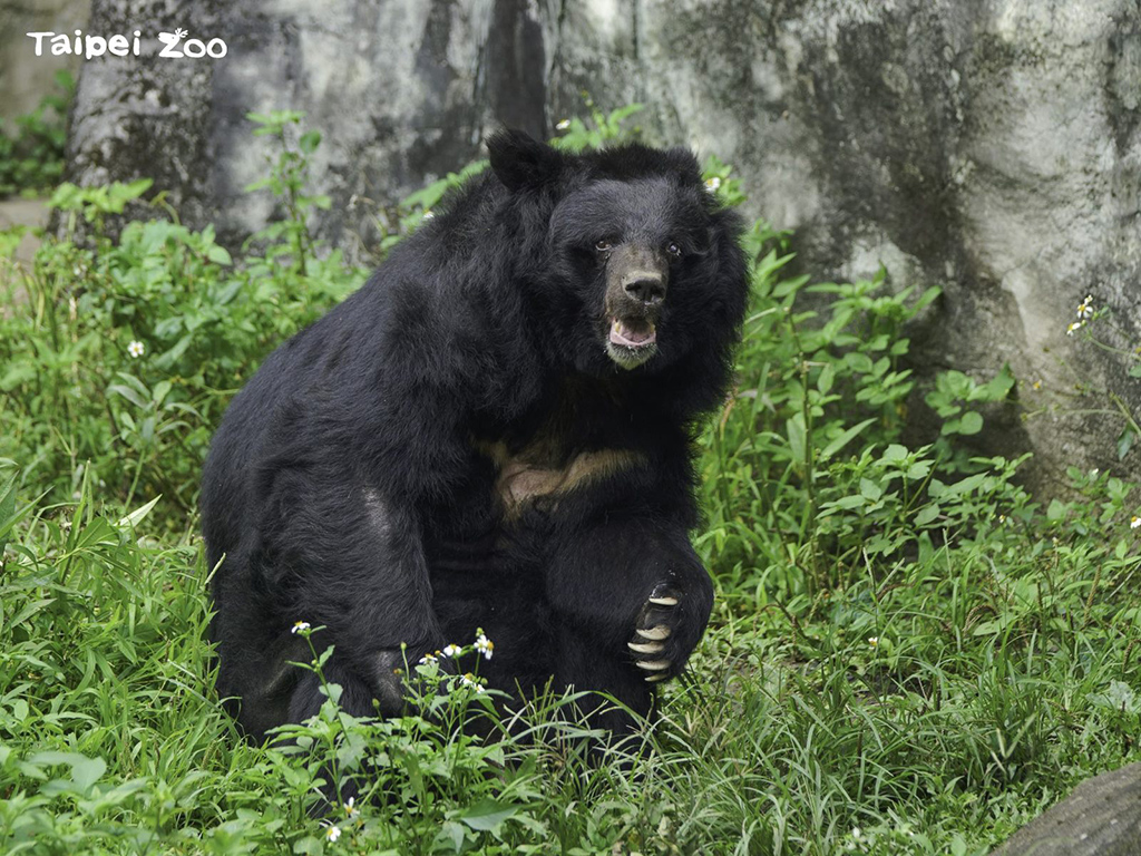 響應「世界野生動植物日」 致敬野生動植物保育夥伴（黑熊-詹德川攝）