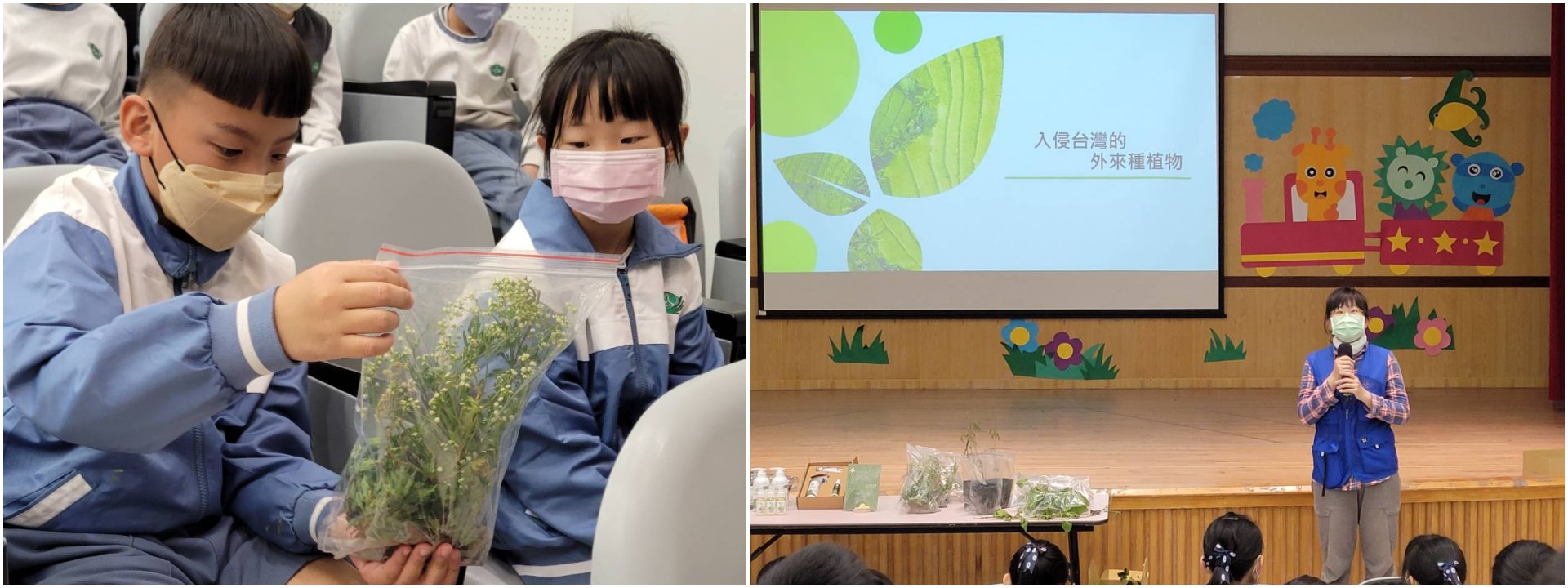 花蓮縣林務局新城工作站李旻真分享入侵外來種植物—銀樹菊讓小朋友分辨與滿天星的差異