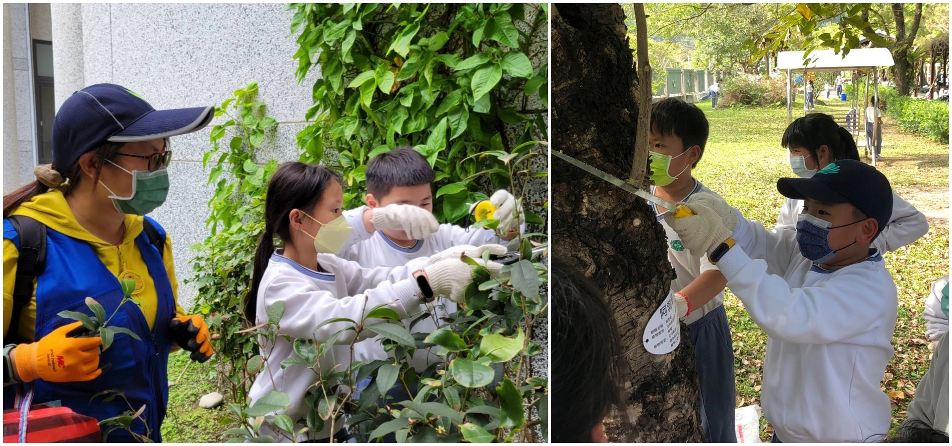 （左圖）林務局同仁指導三年級學生修剪修剪桂花側枝（右圖）四年級學生修剪樟樹側枝