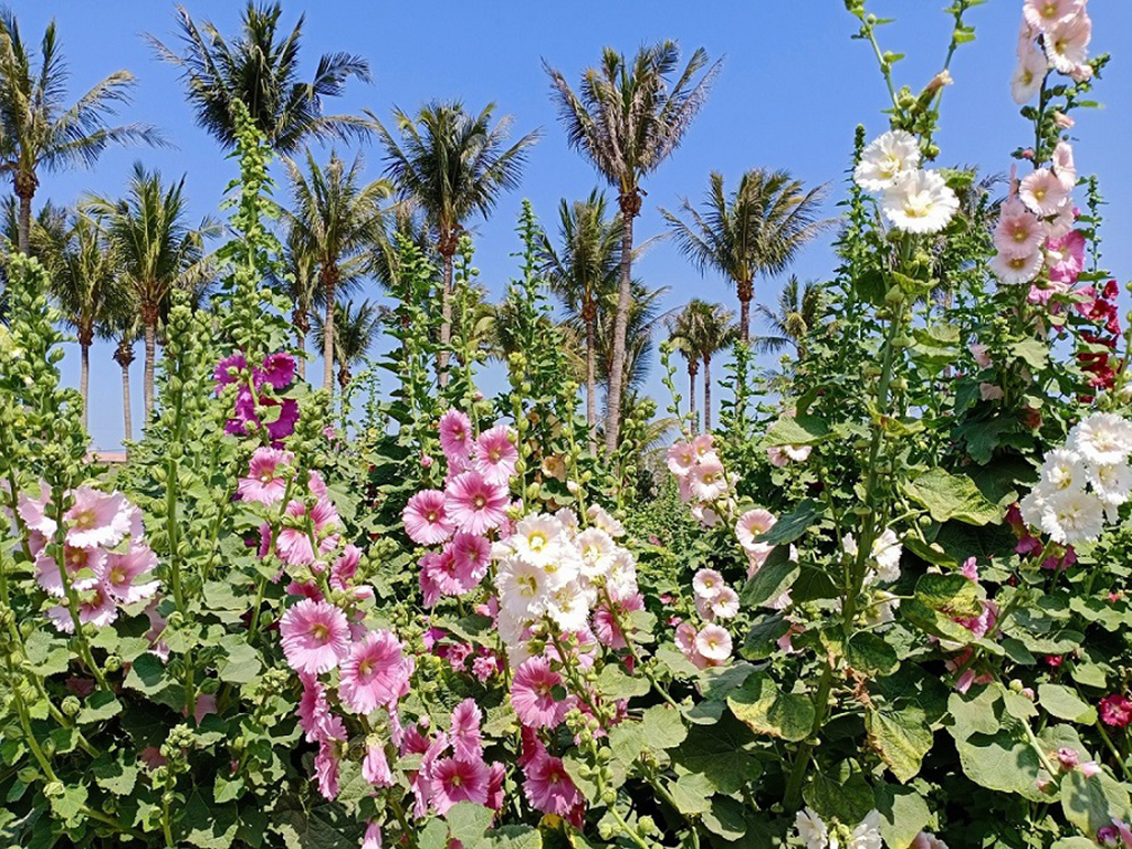 2023學甲蜀葵花文化節(學甲區公所提供)