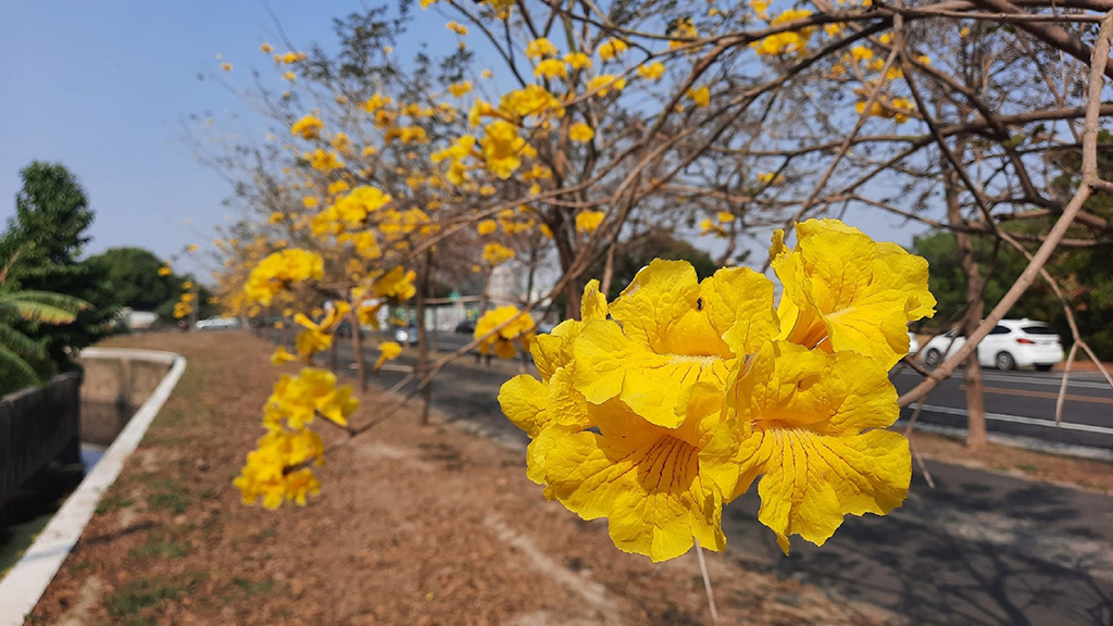 新營長勝營區旁的黃花風鈴木(南市觀旅局提供)
