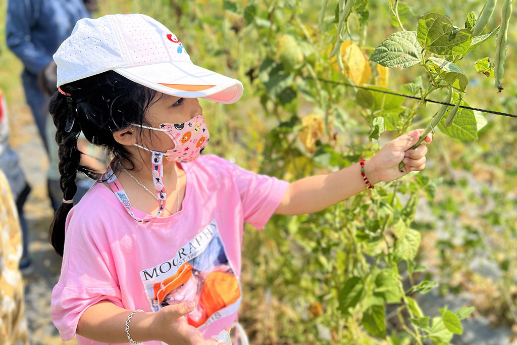 幼童自己嘗試採收四季豆。