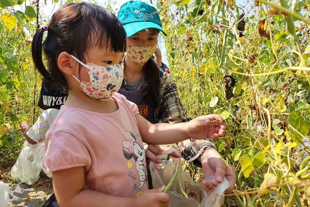 教保老師帶領幼童採豆，體驗田園樂趣。