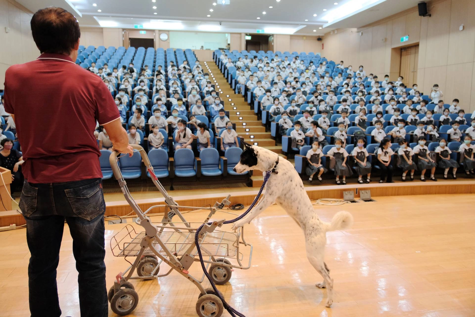 狗狗經過訓練，可以幫忙推車。