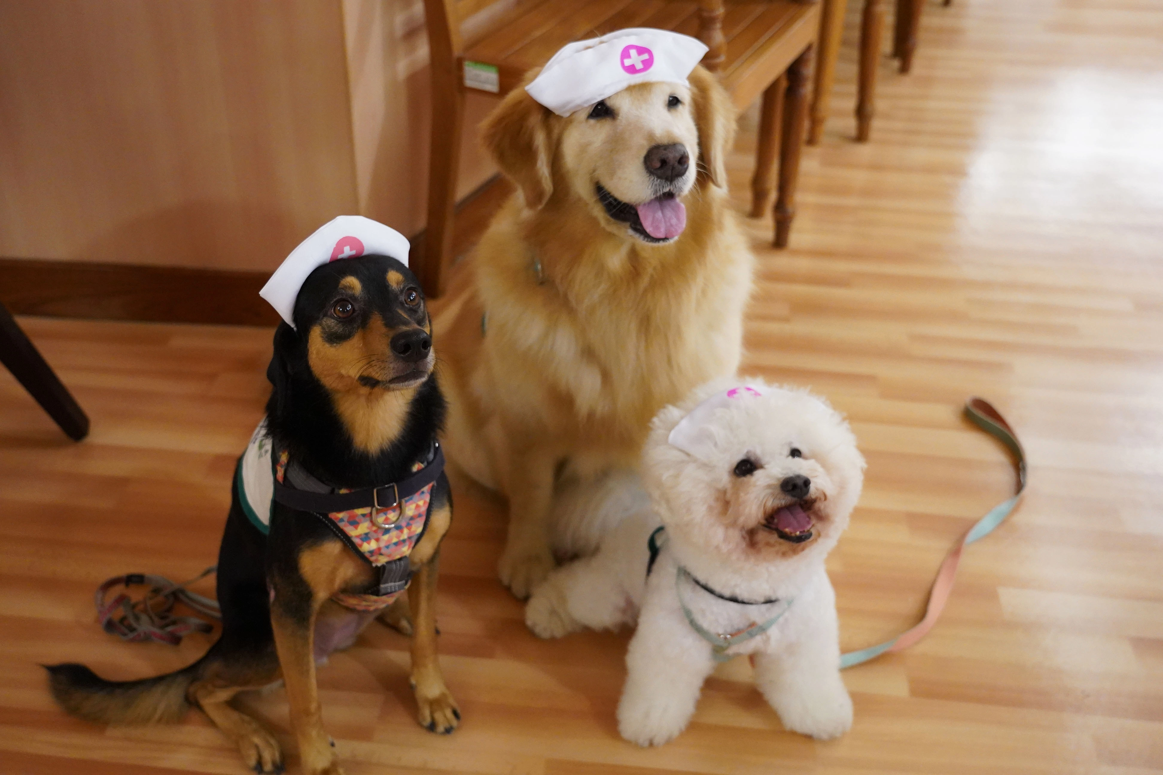三隻超萌治療犬在動物輔助治療與長照護理結合課程中，實際與學員互動。