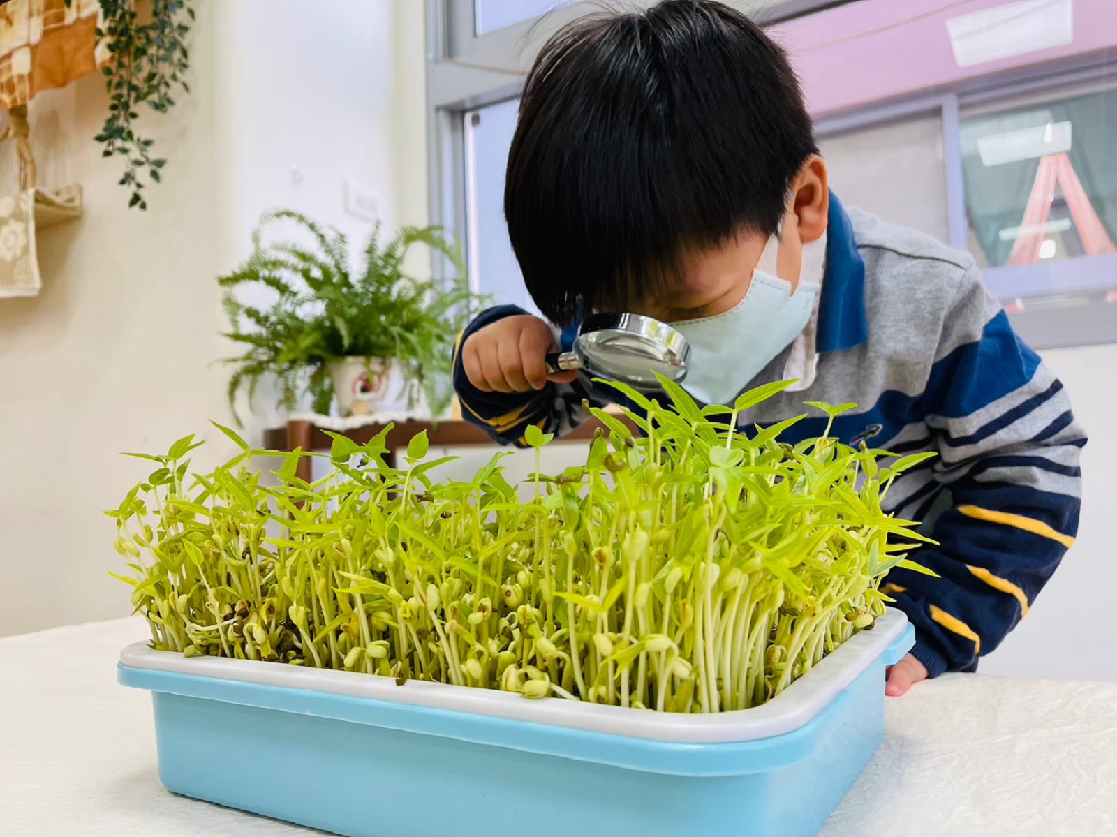幼兒觀察與測量綠豆芽變化（桃園市大和非營利幼兒園提供）