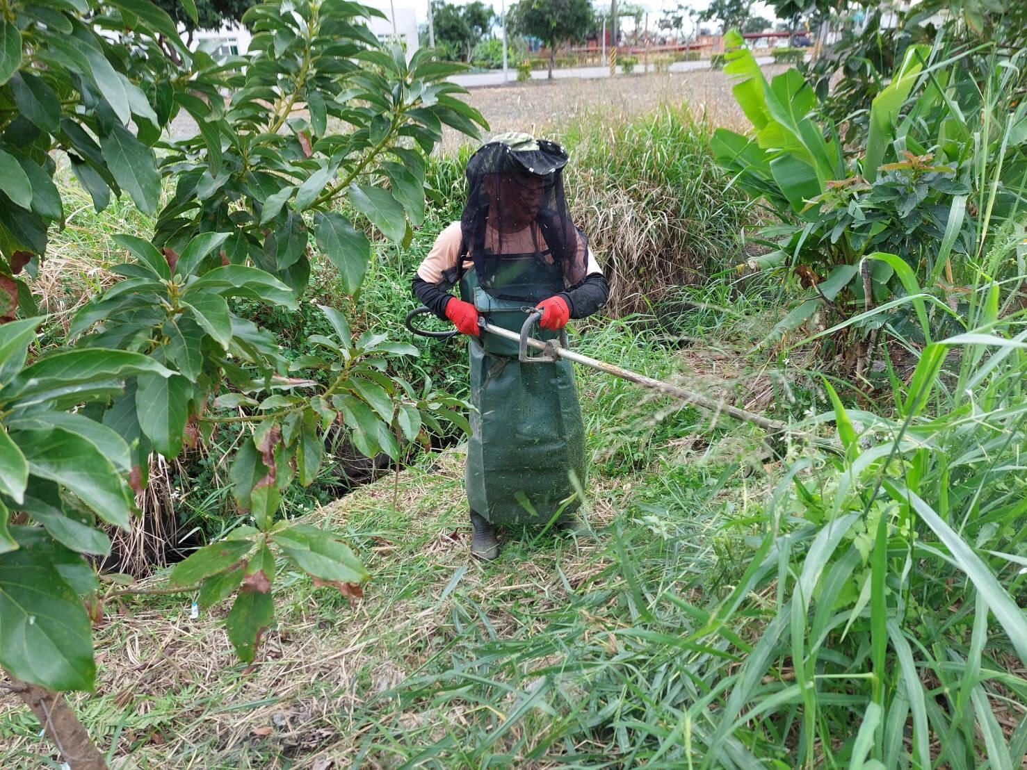 雜草自己理 一樣很可以