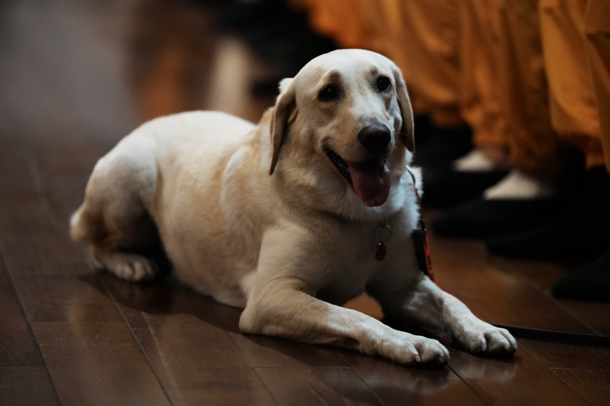 花蓮縣消防局搜救犬Hero，跟著花蓮縣消防局特搜隊代表一起參與靜思堂祈福會，展現出乖巧安住當下的超萌模樣。