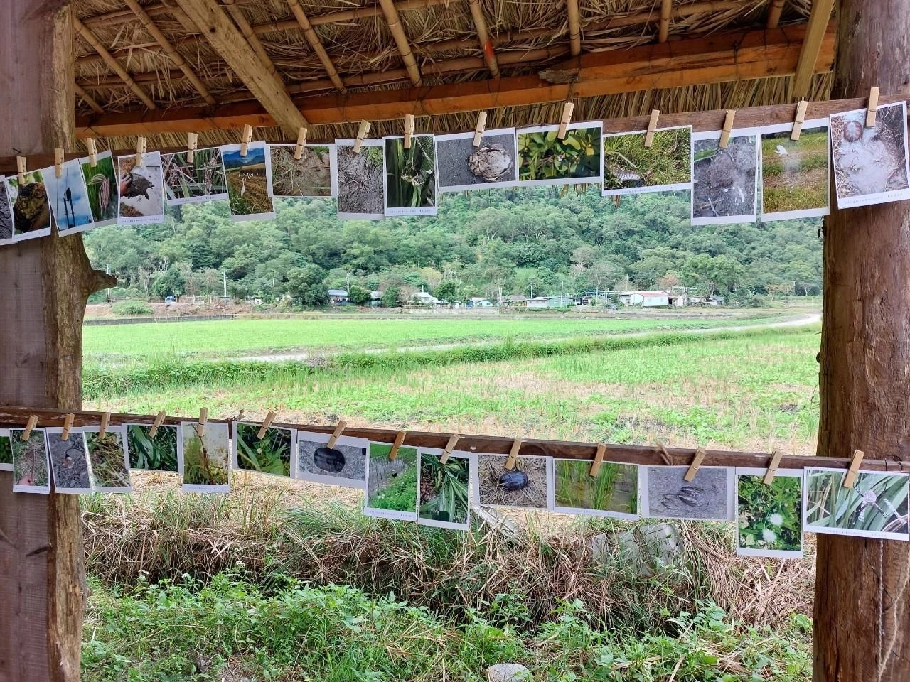 卓溪鄉南安地區農友生態紀錄明信片