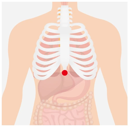 「劍突」為胸骨最下端的一塊軟骨，位置在胸部的正中央、比心臟低、比胃高一點的突起處。