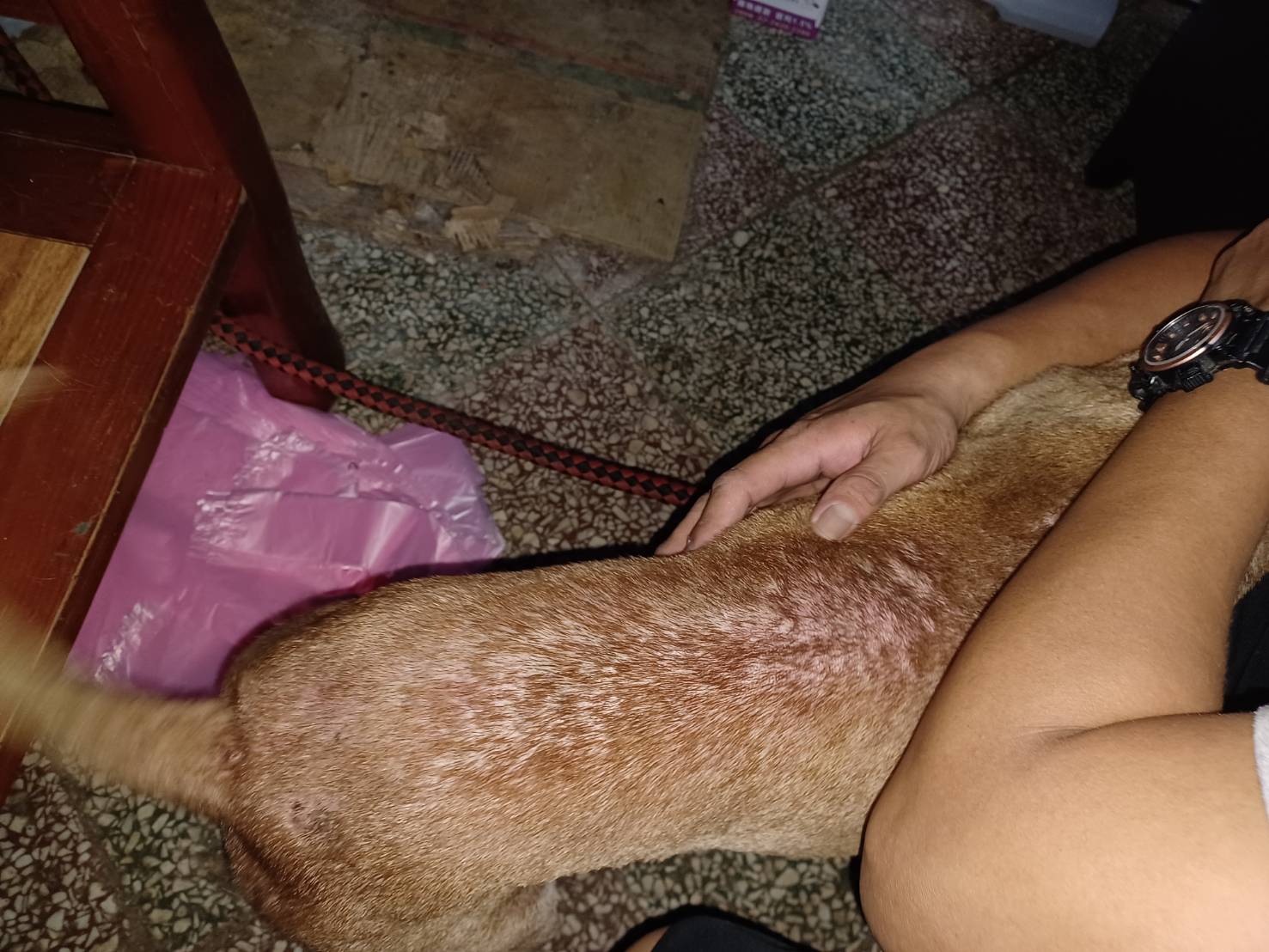 民眾飼養犬隻背部皮膚毛髮脫落、皮膚紅腫的過敏反應產生。