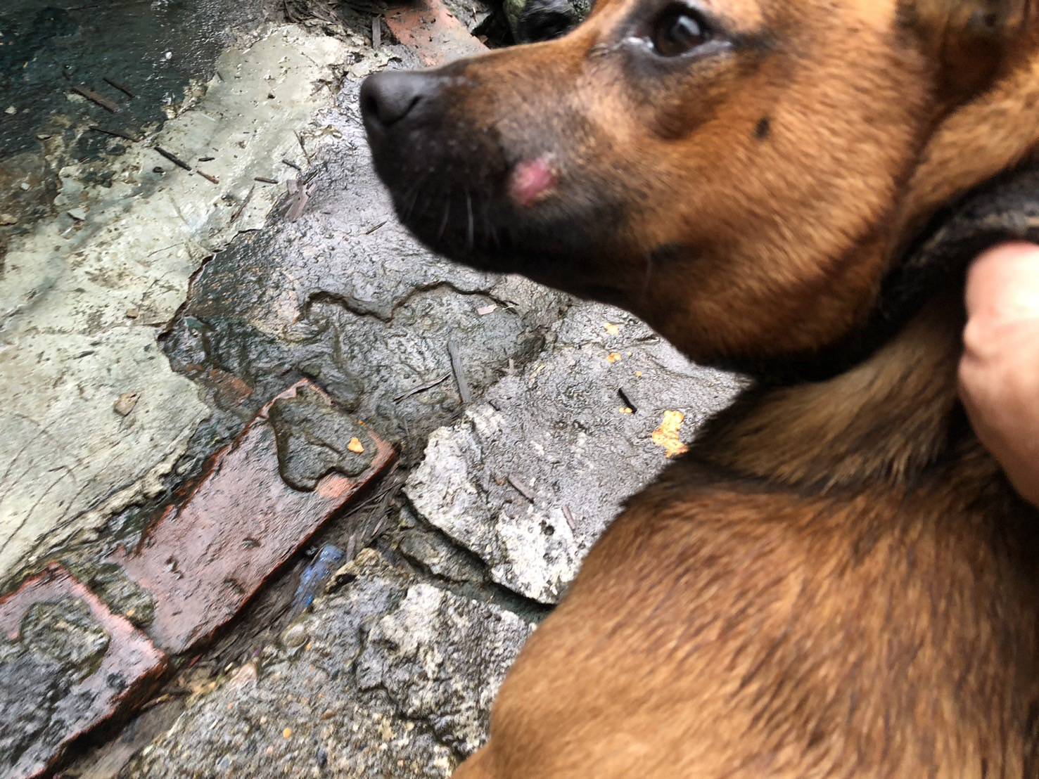 民眾飼養犬隻鼻吻部有脫毛、皮膚輕微紅腫的過敏反應產生。