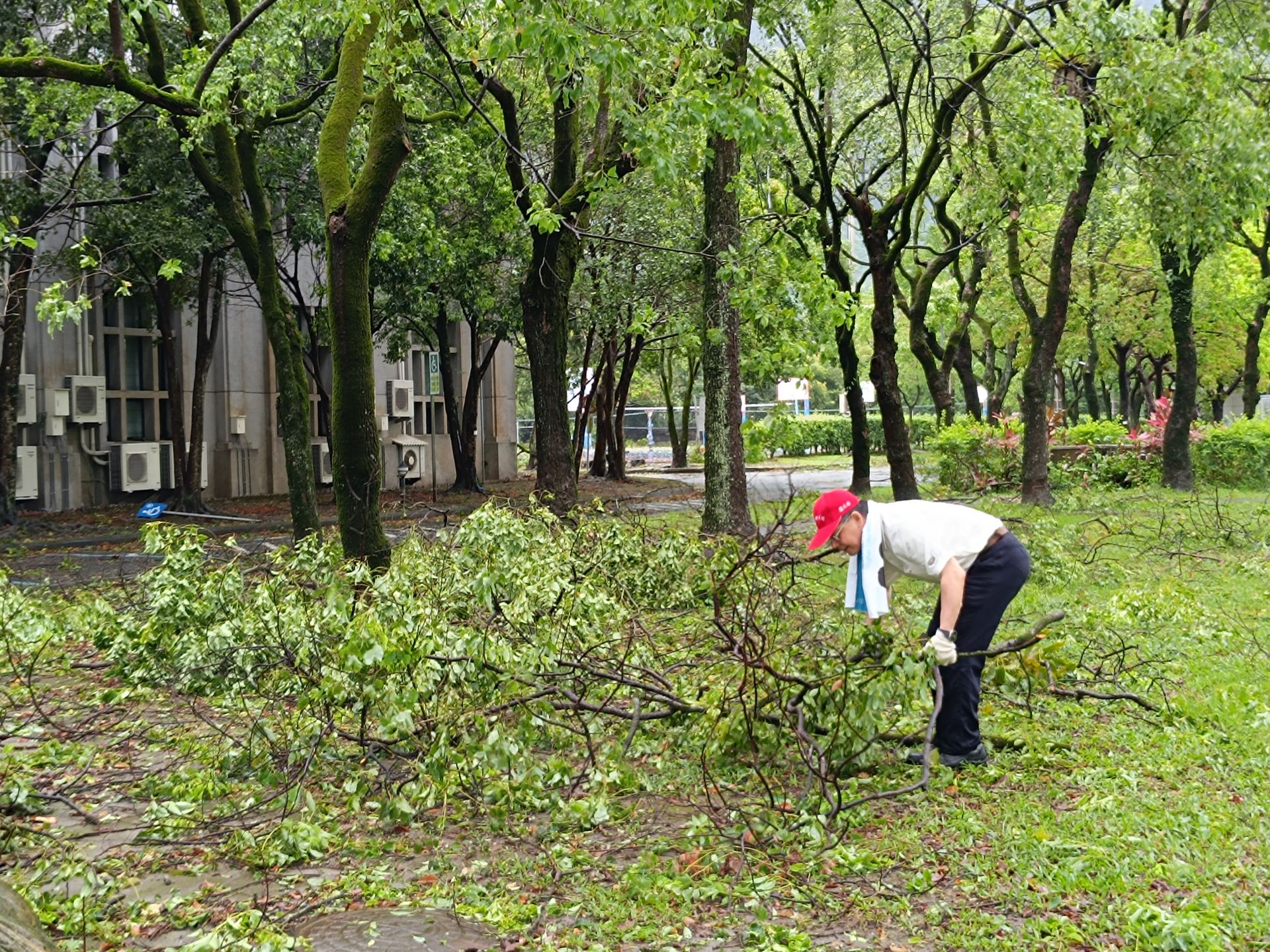 羅文瑞校長主動清理落葉樹枝。
