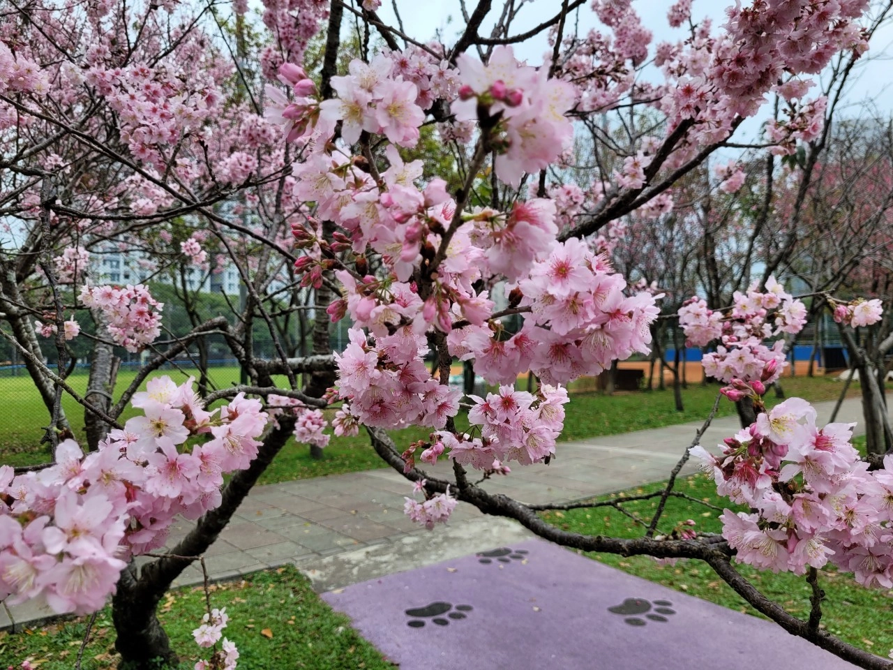 林口社區運動公園內的櫻花陸續盛開。