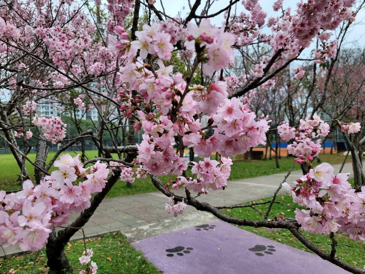 林口遊園賞櫻趣 祈福運動兩相宜