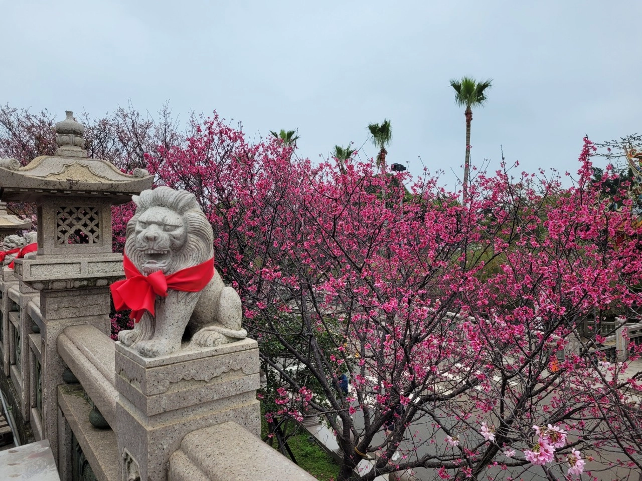 觀音寺的櫻花為莊嚴的廟宇建築增添了幾分柔美。