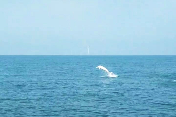 白海豚躍身擊浪照片