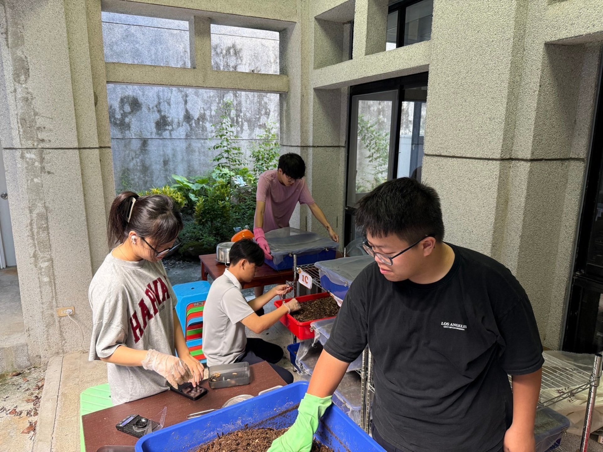同學們在進行黑水虻去化廚餘養殖實驗