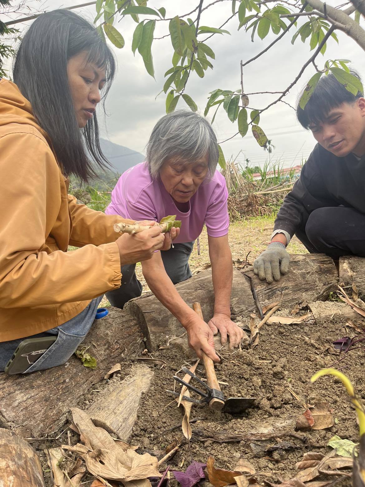 4月15日學員種植地瓜葉、樹薯
