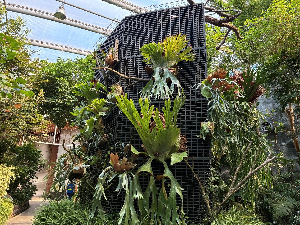 典藏植物園內附生植物區的鹿角蕨養的頭好壯壯。