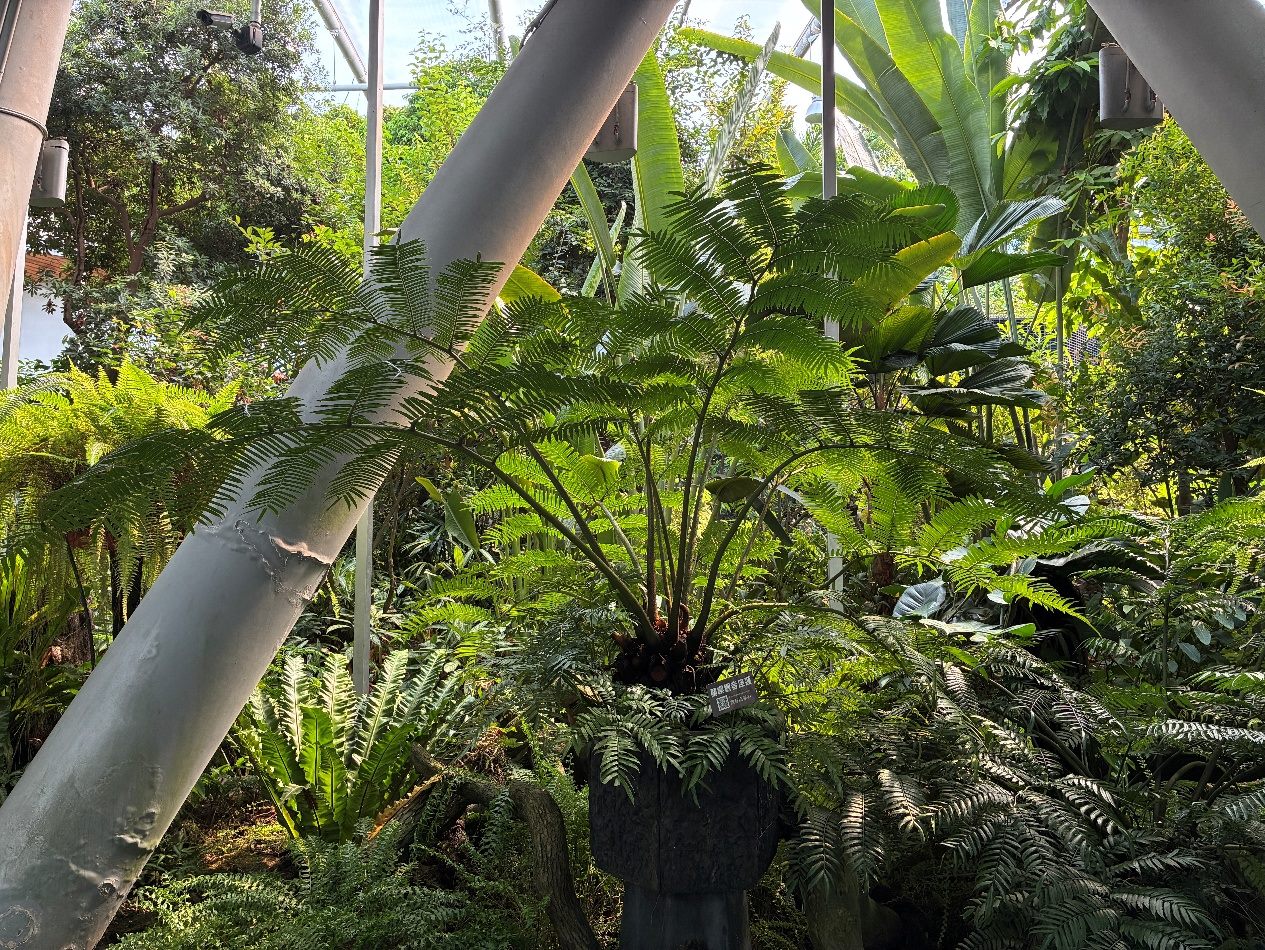 蘭嶼觀音座蓮是最具代表性的地生大型蕨類之一。