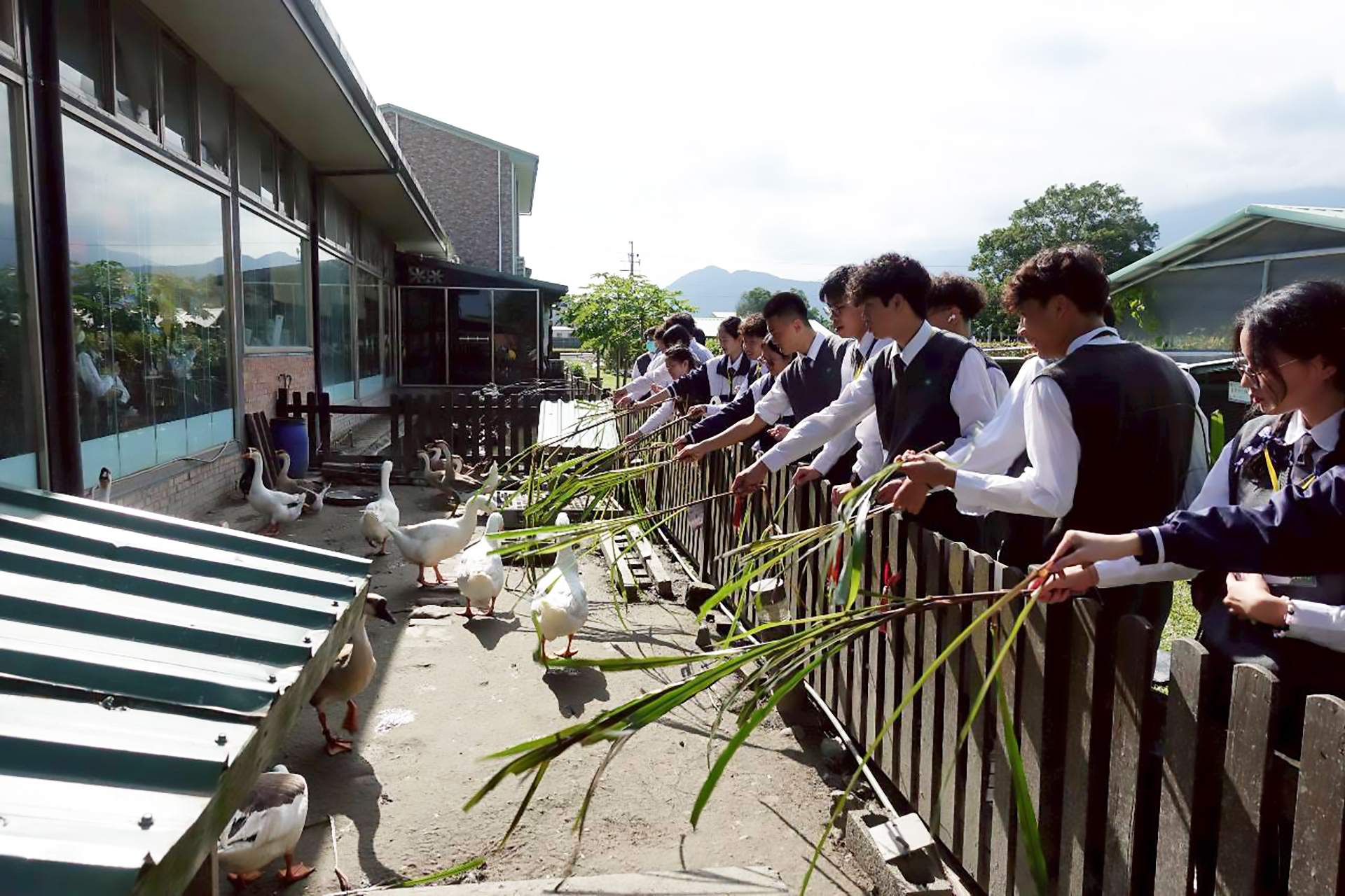 午餐後的休憩時間，同學們開心餵食農場小動物。
