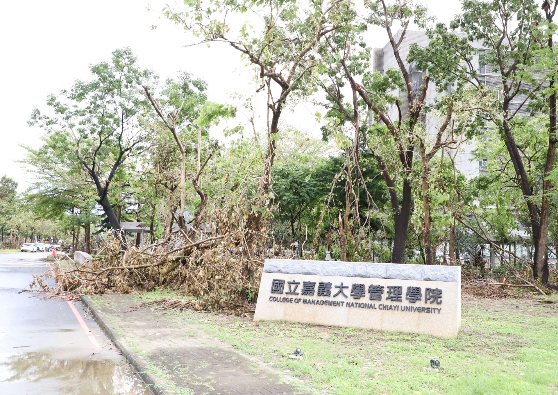 嘉大新民校區路樹倒塌及受損嚴重。