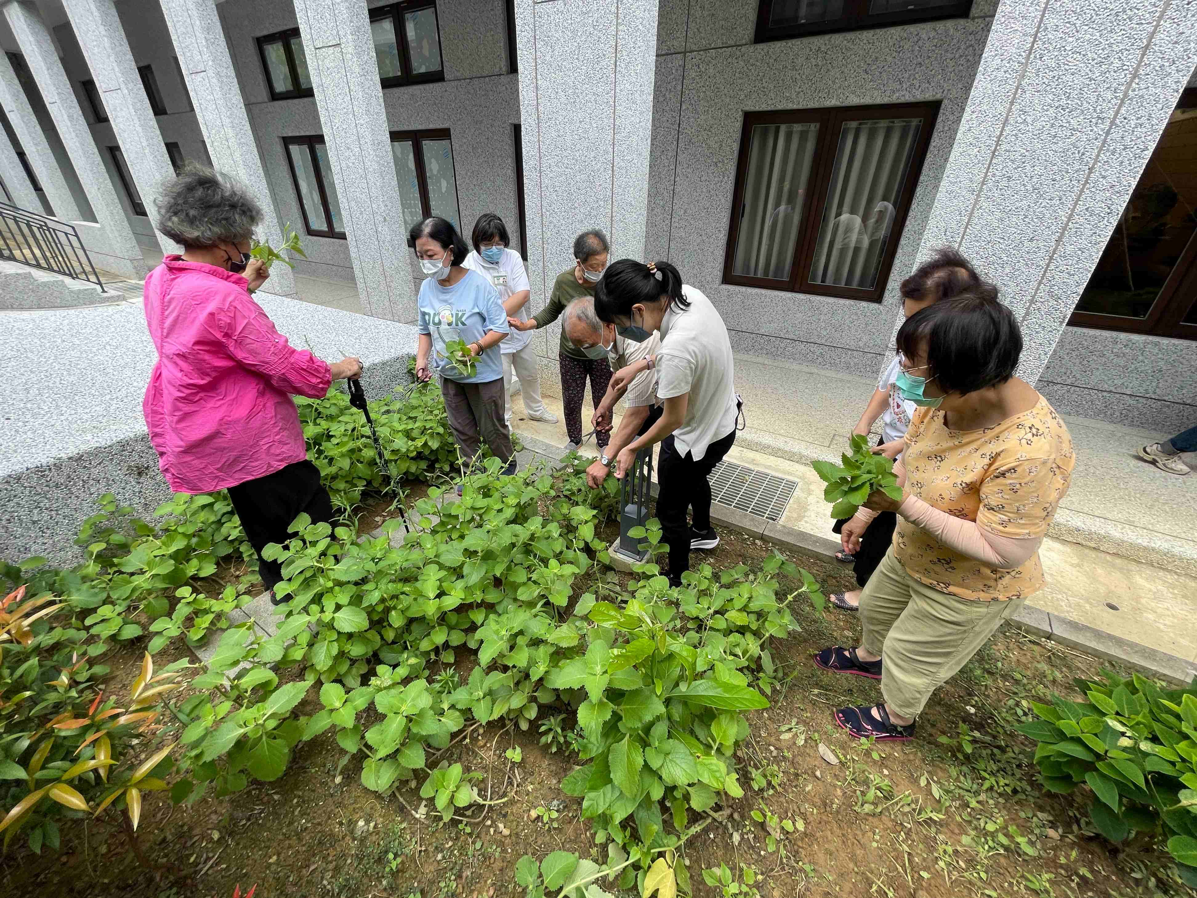 參加器捐週活動的三義靜思堂長照據點長輩親手採摘左手香葉片。