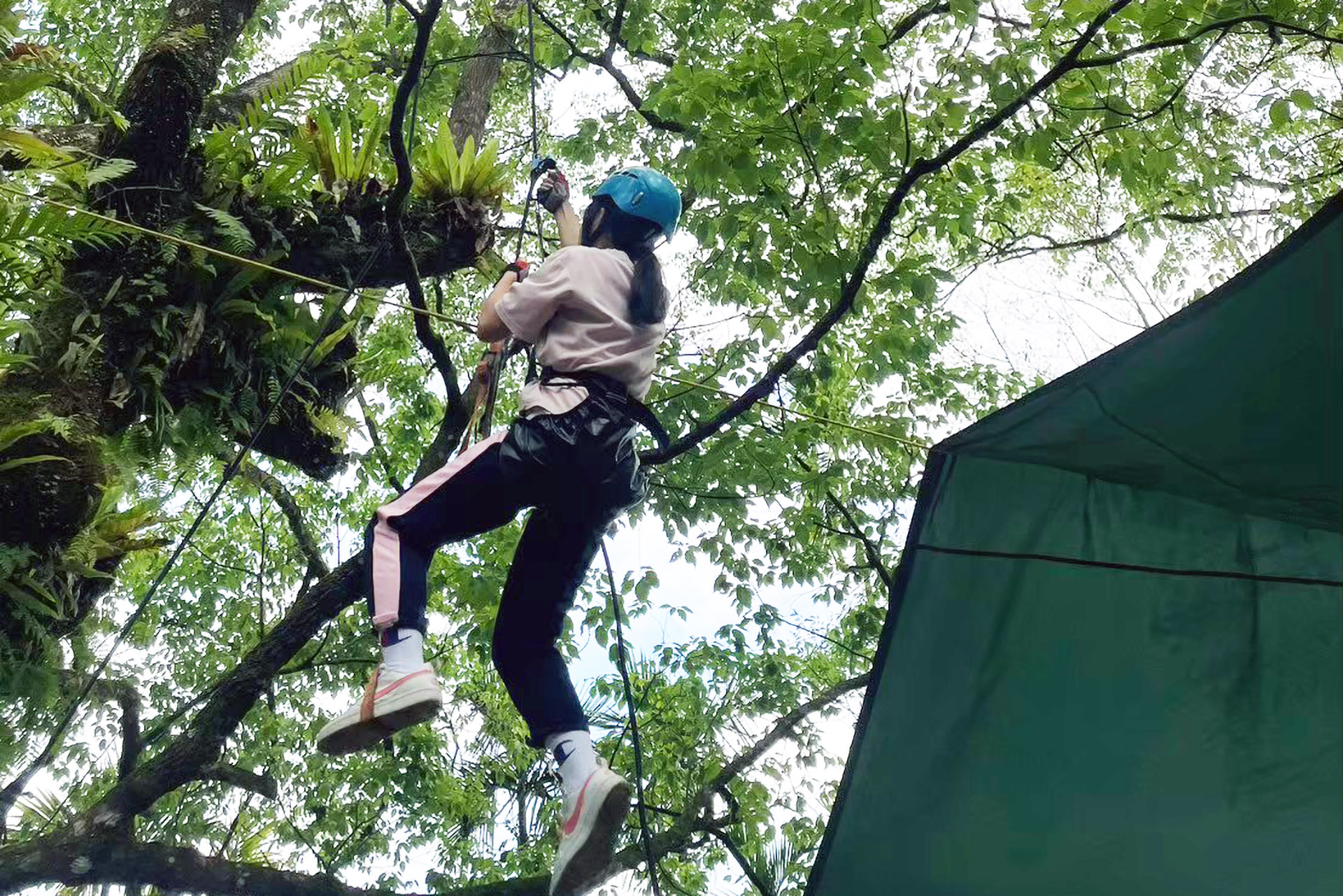 攀樹體驗