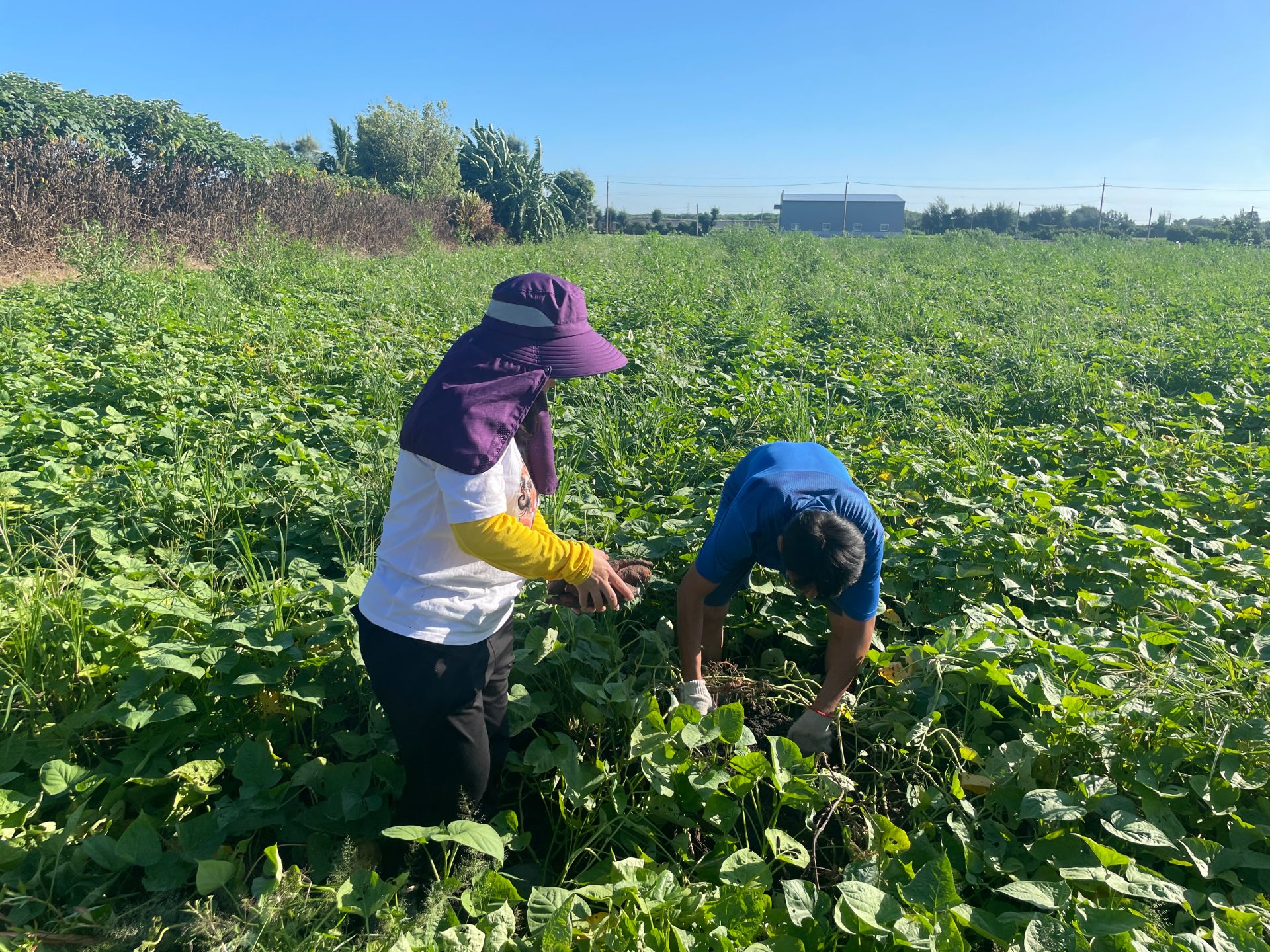 劉彩紅夫妻攜手耕耘地瓜田，以汗水串起兩地的情感與歸屬。